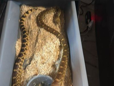 2021 male bull snake proven het for albino