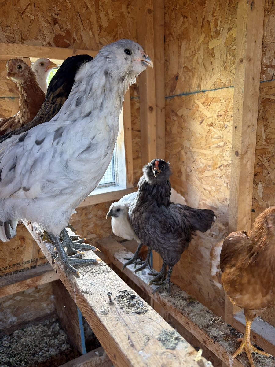 Free Americauna Rooster