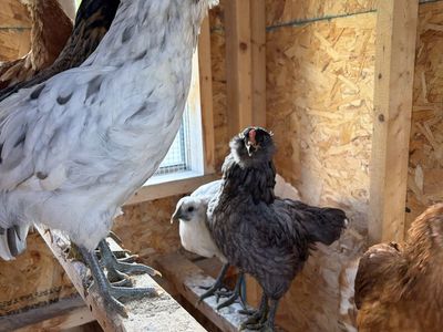 Free Americauna Rooster