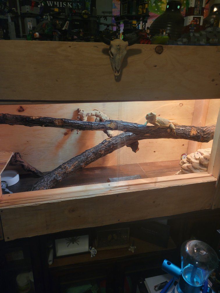custom built bearded dragon enclosure