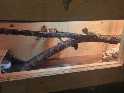 custom built bearded dragon enclosure