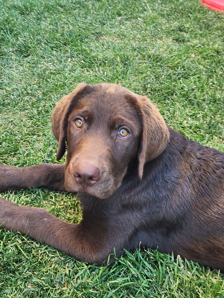 AKC Registered Chocolate Lab Puppy