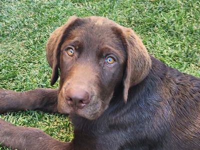 AKC Registered Chocolate Lab Puppy