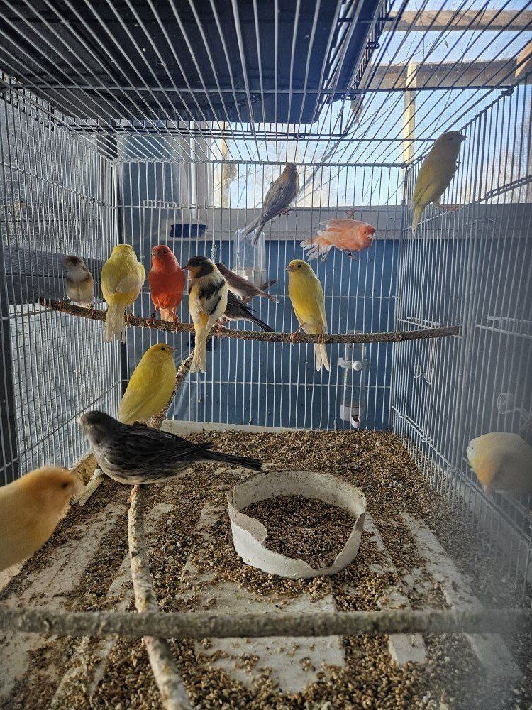 Ready singing Male canaries