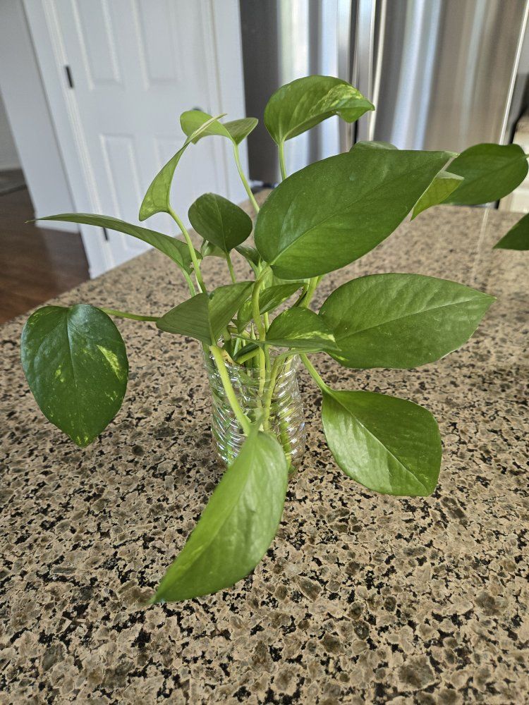 Main image 4