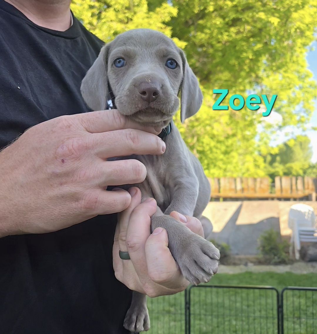 AKC Weimaraner Puppies