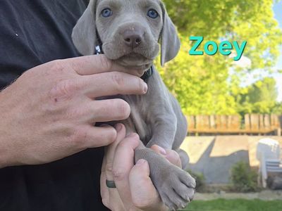 AKC Weimaraner Puppies