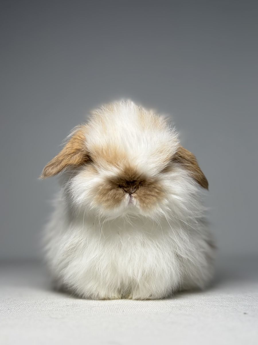 Holland Lop Buck