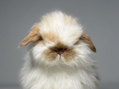 Holland Lop Buck