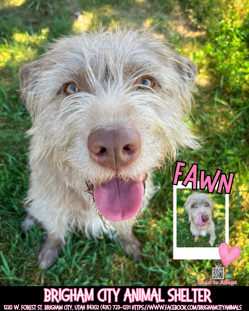 Help Save a Shelter Dog! Fawn needs a home!