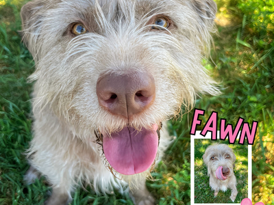 Help Save a Shelter Dog! Fawn needs a home!