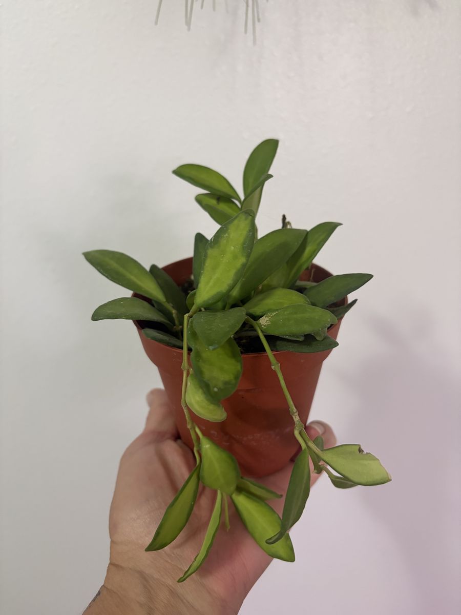 Hoya Sea Stones Houseplant in 4-Inch Nursery Pot