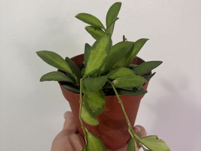 Hoya Sea Stones Houseplant in 4-Inch Nursery Pot