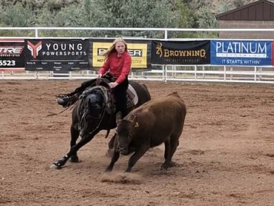 Reining Cow horse/Barrels