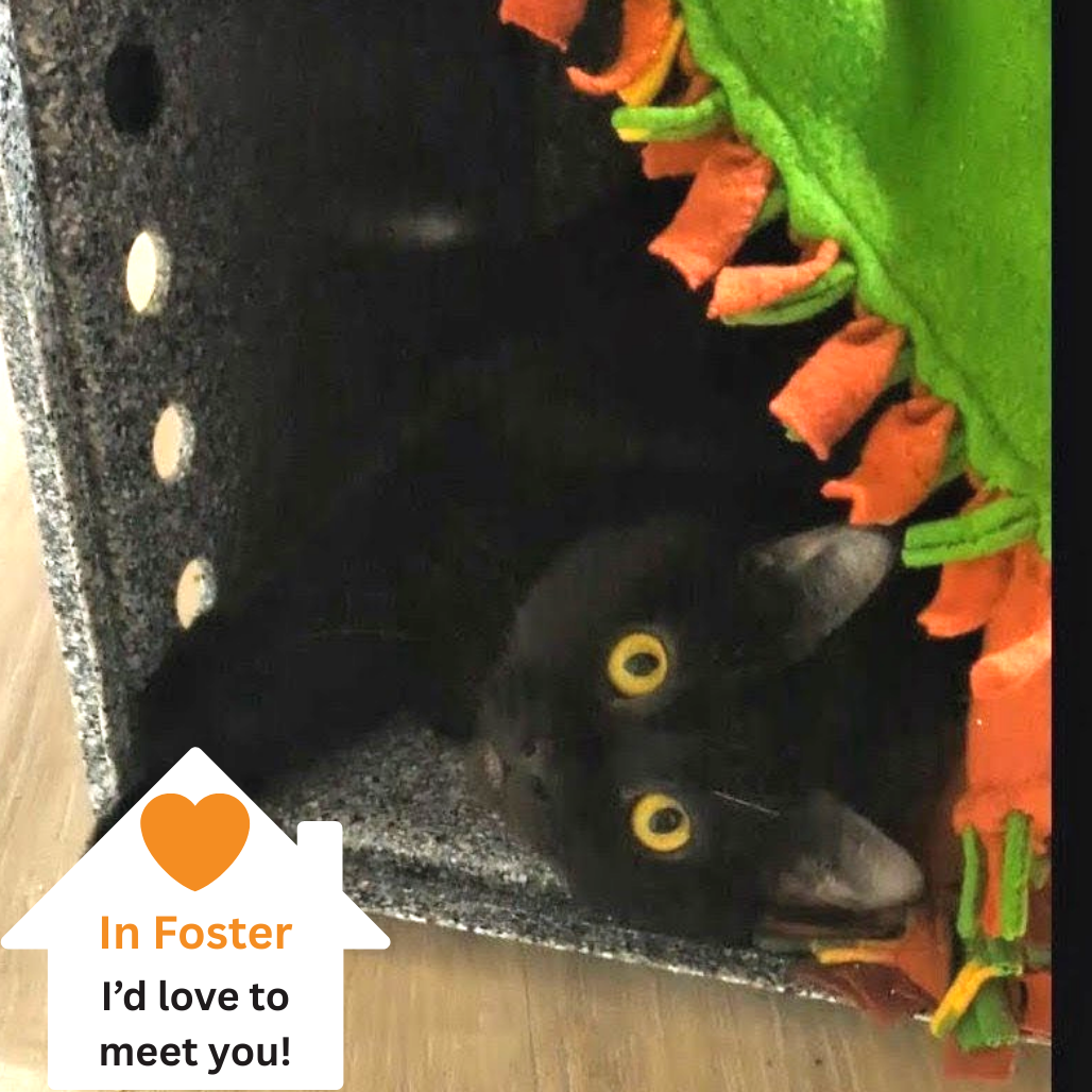 Hello my name is Ferrix