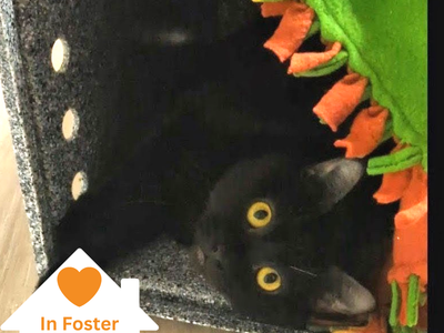 Hello my name is Ferrix