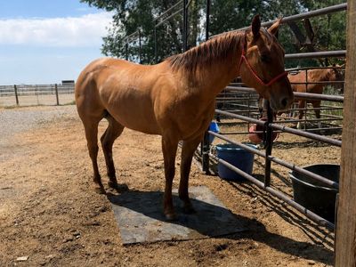 Breakaway and heel horse