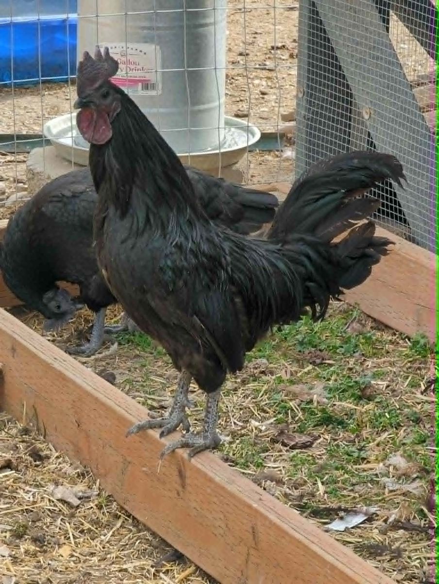Ayam Cemani Rooster