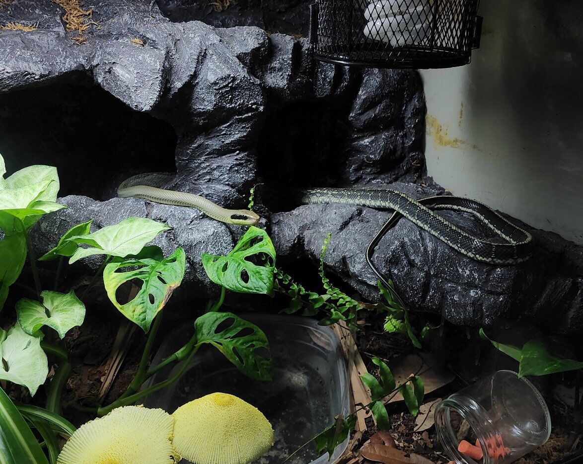 Vietnamese Blue Beauty Ratsnake