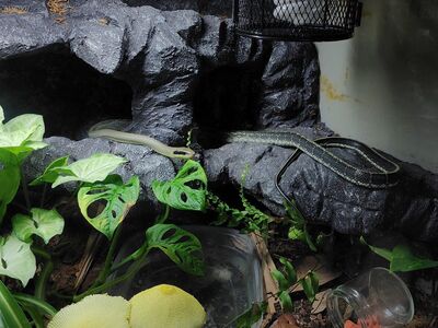 Vietnamese Blue Beauty Ratsnake