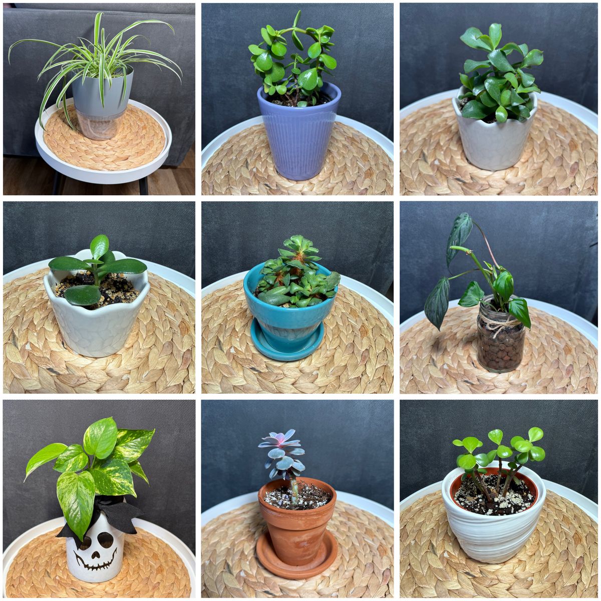 Healthy pest-free house plants!