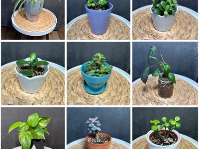 Healthy pest-free house plants!