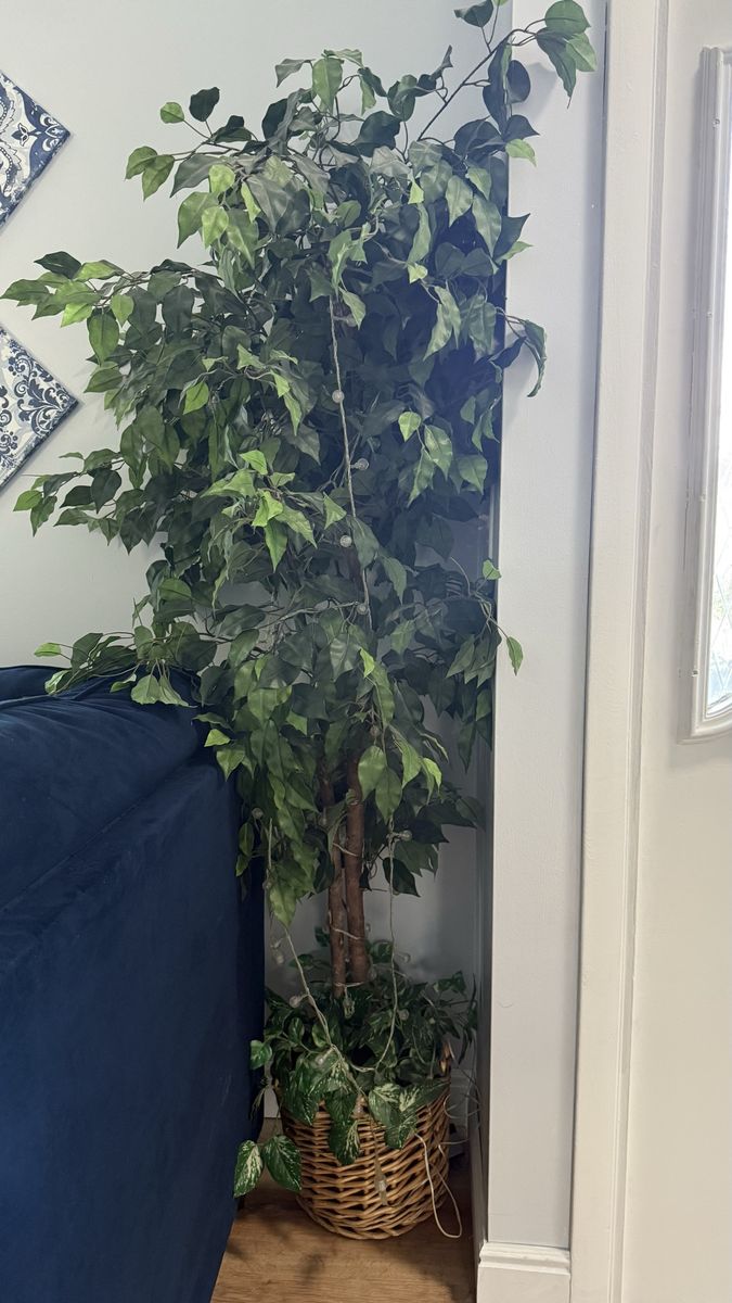 Large Artificial Ficus Tree in Wicker Basket