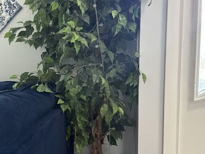 Large Artificial Ficus Tree in Wicker Basket