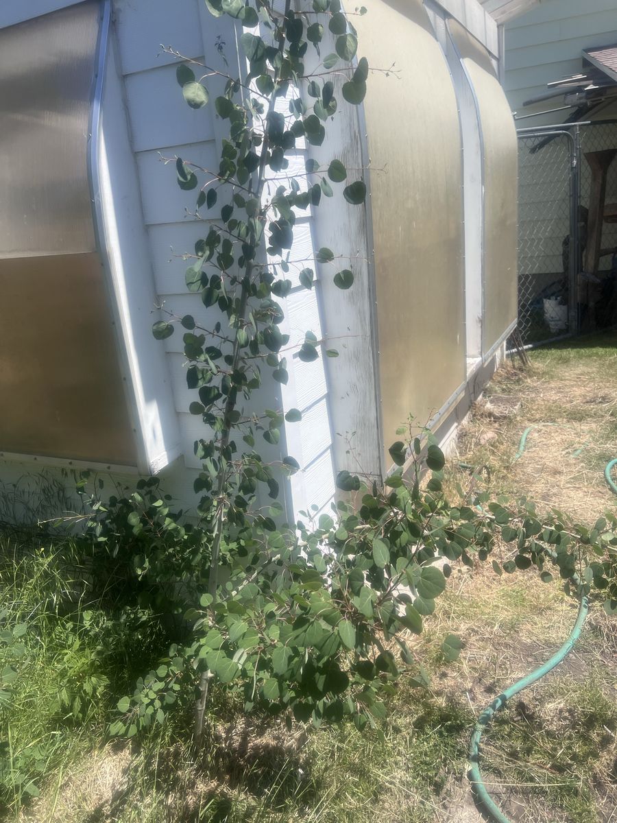 You Dig Aspens
