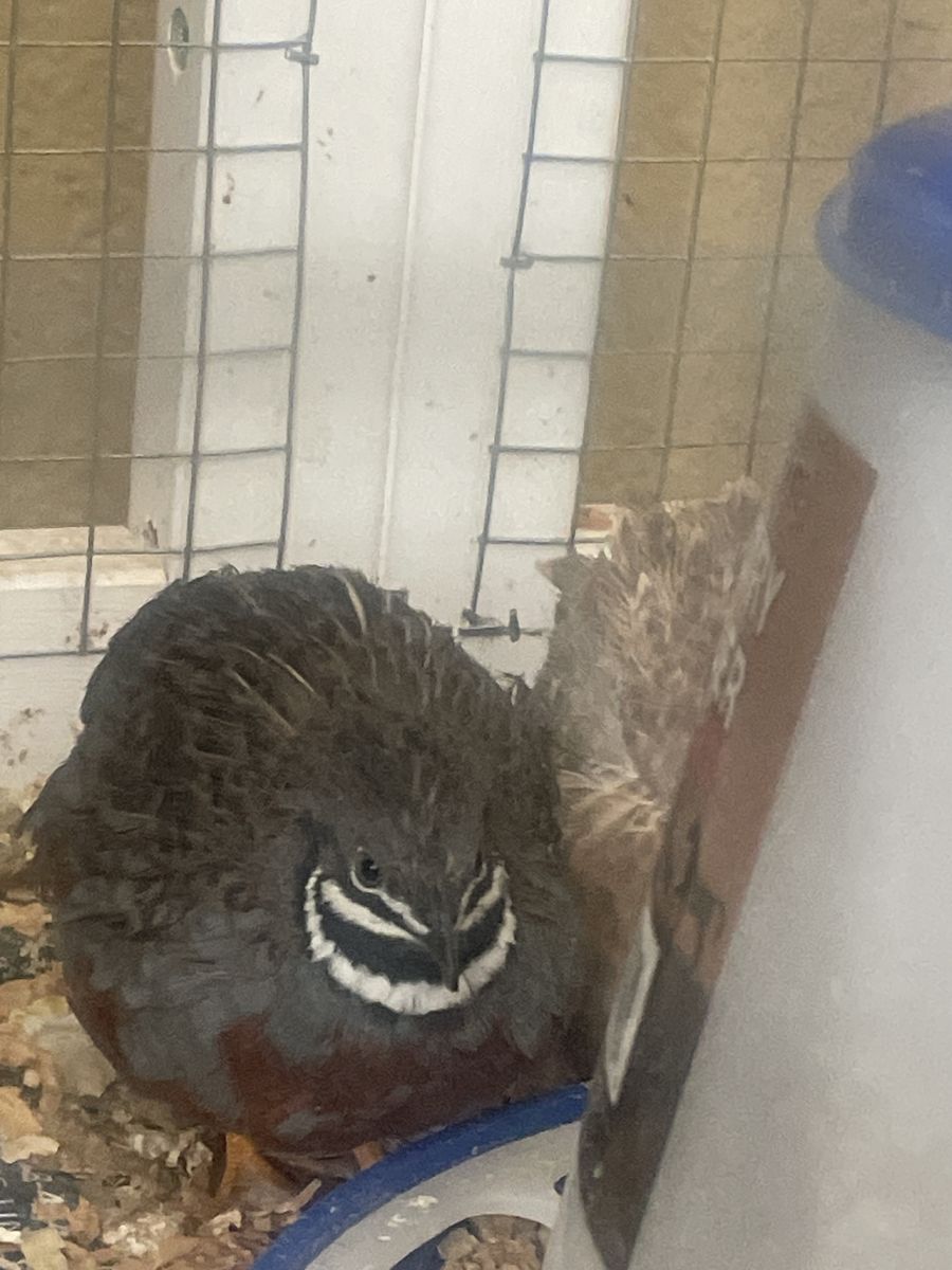 Bottom quails