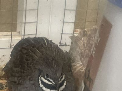 Bottom quails