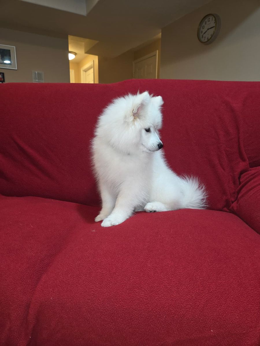Samoyed Puppy AKC (not Poodle, Doodle, or Retriever)