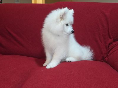 Samoyed Puppy AKC (not Poodle, Doodle, or Retriever)