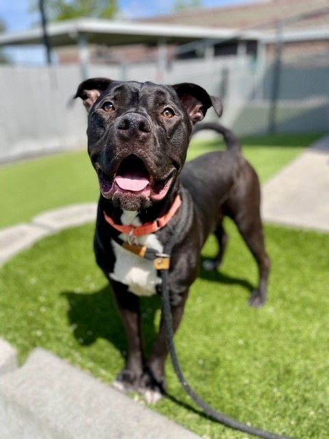 A161240 Toga is Available for Adoption!