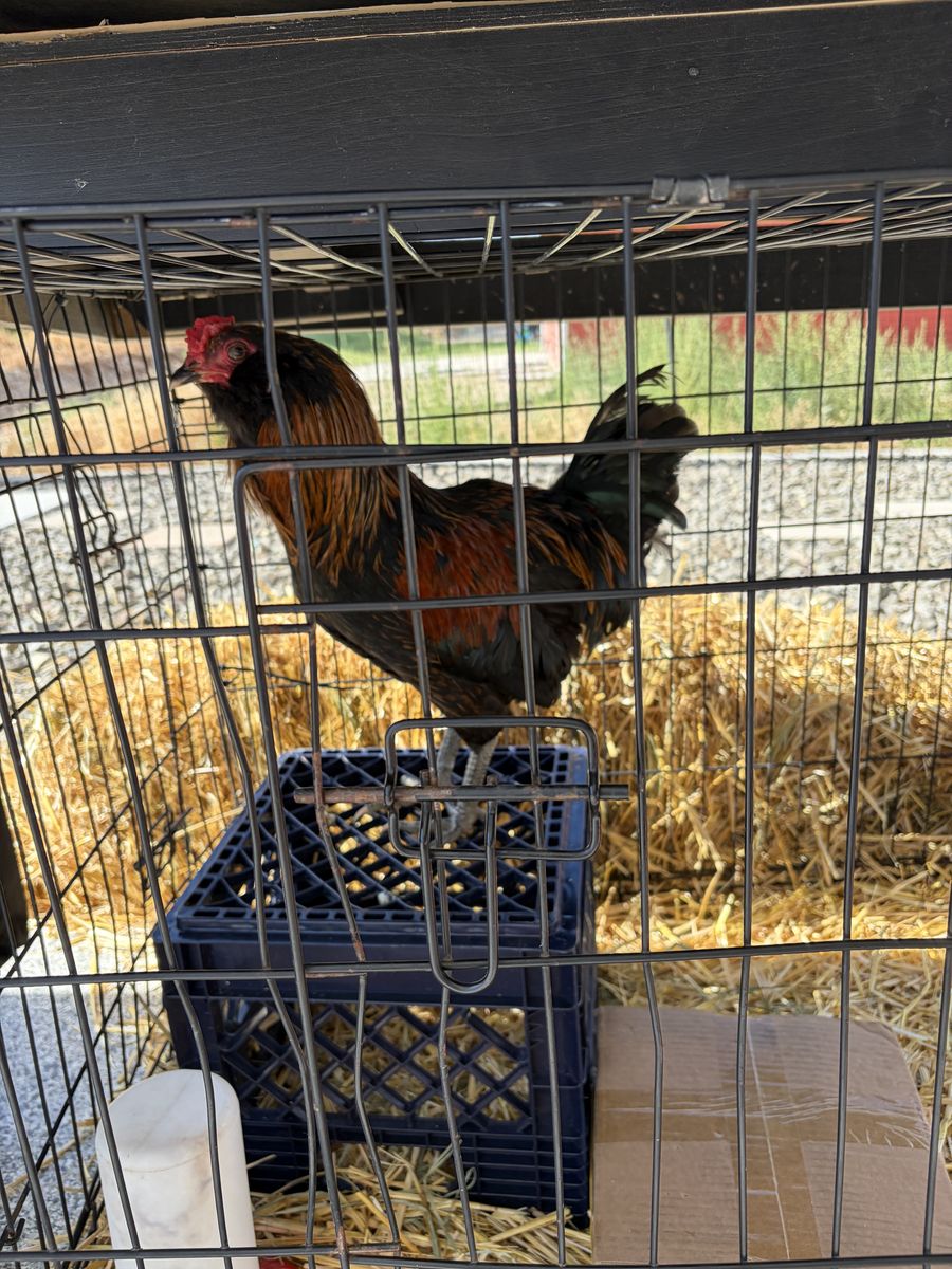 Rooster for free