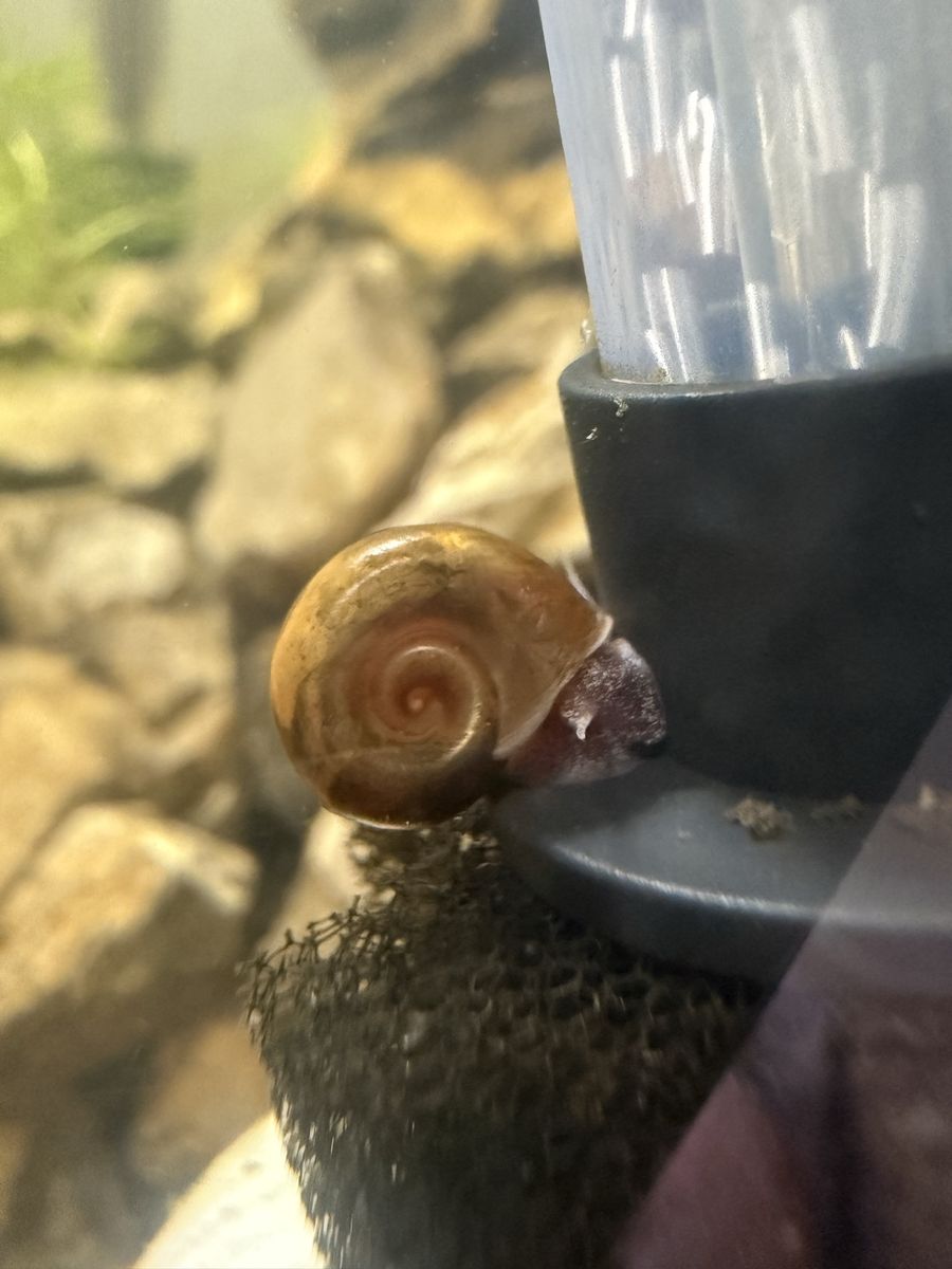 Live rams horn cleaner snails/ pest feeder snails (look at description!)
