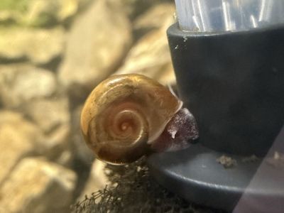 Live rams horn cleaner snails/ pest feeder snails (look at description!)