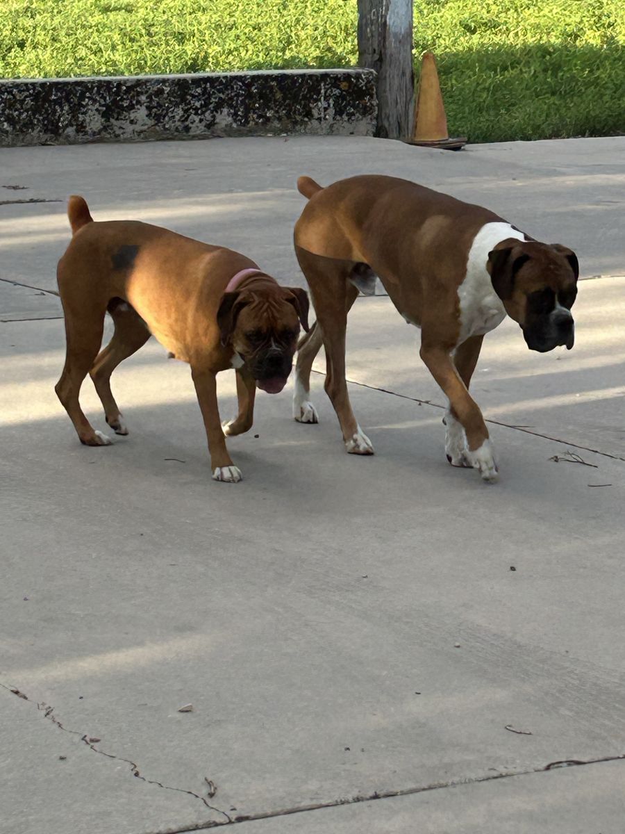 2 Boxers, must go together