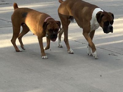 2 Boxers, must go together
