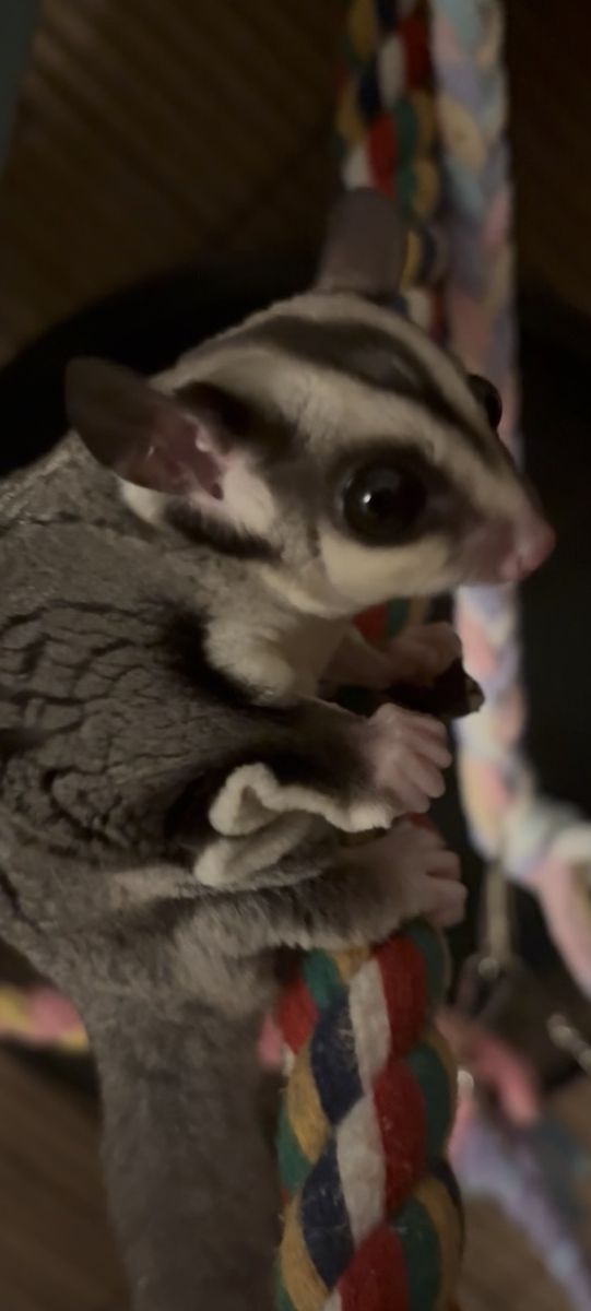 Sugar glider