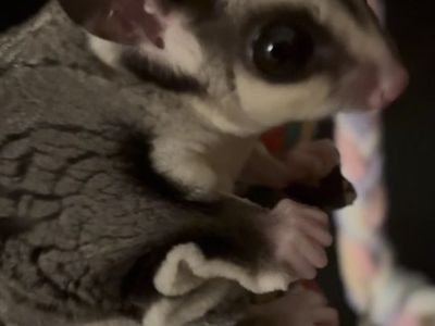 Sugar glider