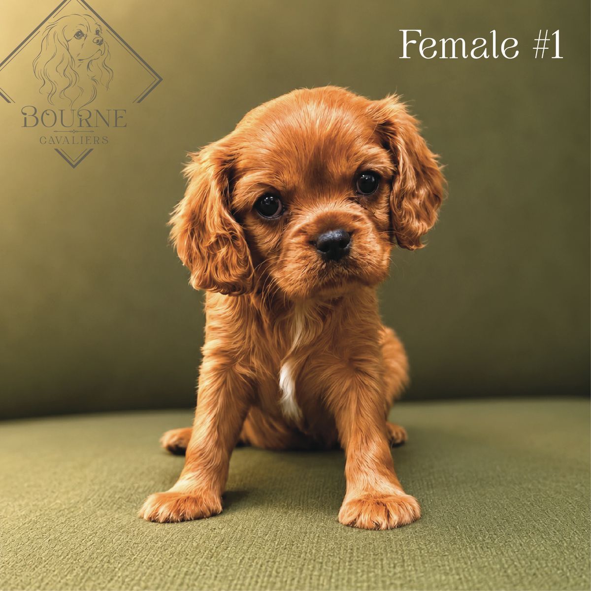 AKC Cavalier King Charles Spaniel Puppies - 4 Females | Ruby and Blenheim