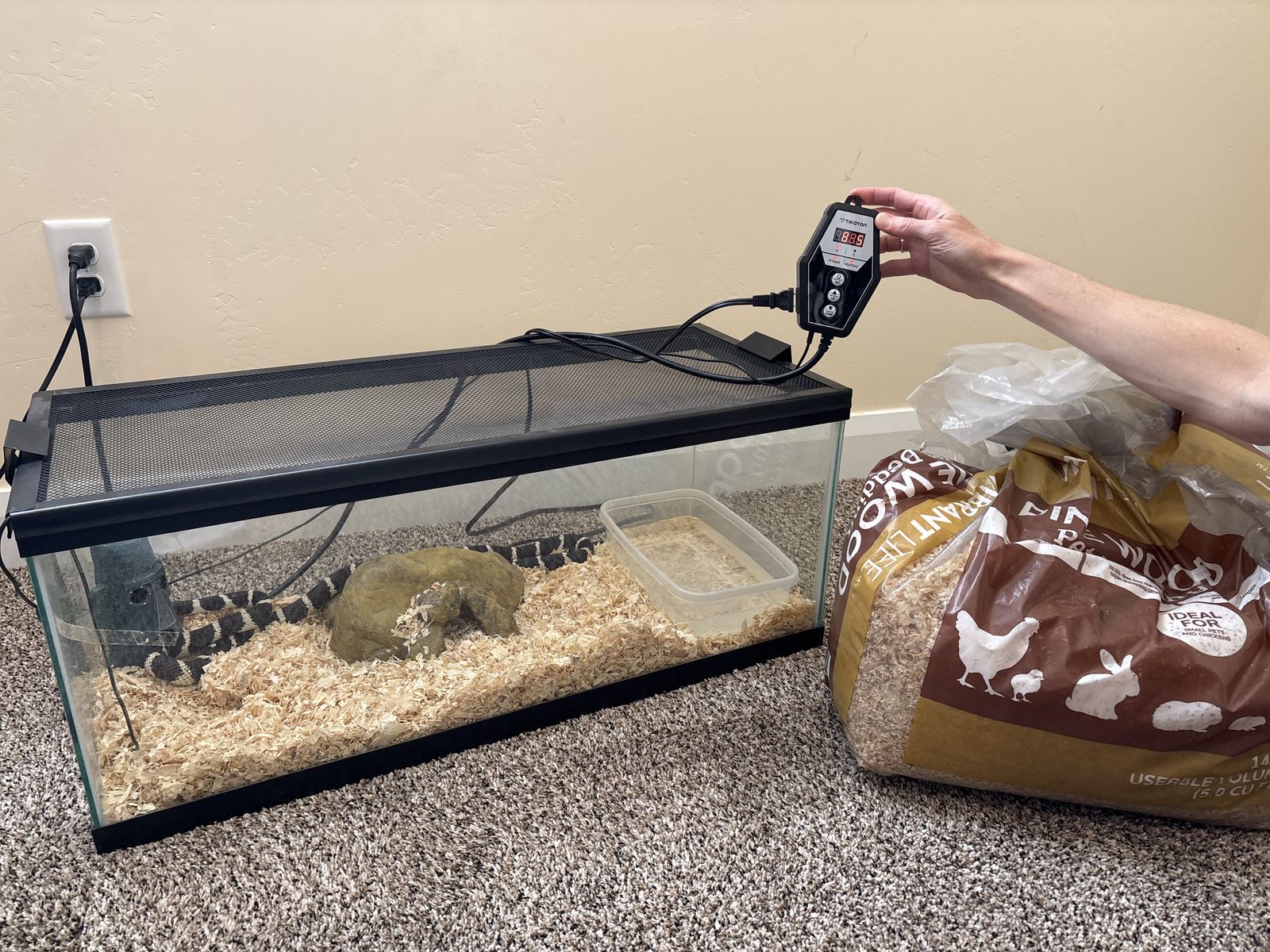 California King Snake