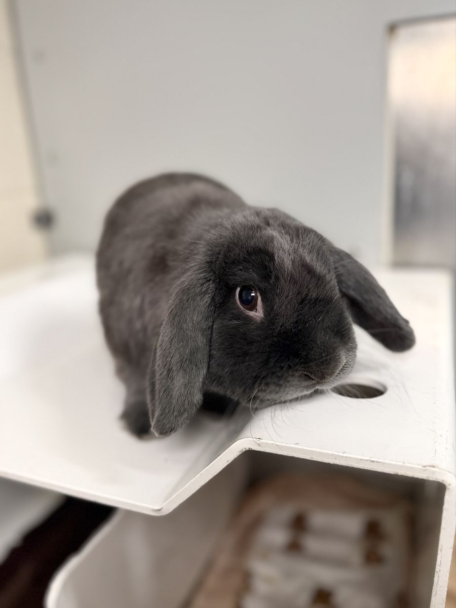 Lop Bunny for Adoption!