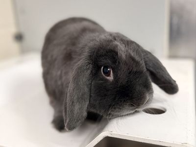 Lop Bunny for Adoption!