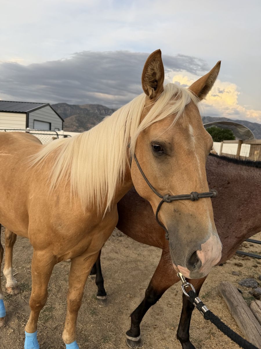 2 year old grade palomino gelding