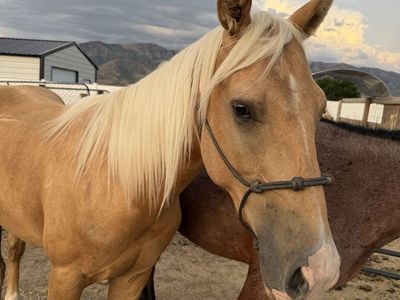 2 year old grade palomino gelding