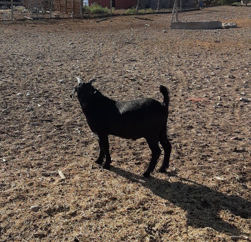 nice black boer buckling 