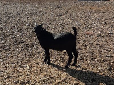 nice black boer buckling