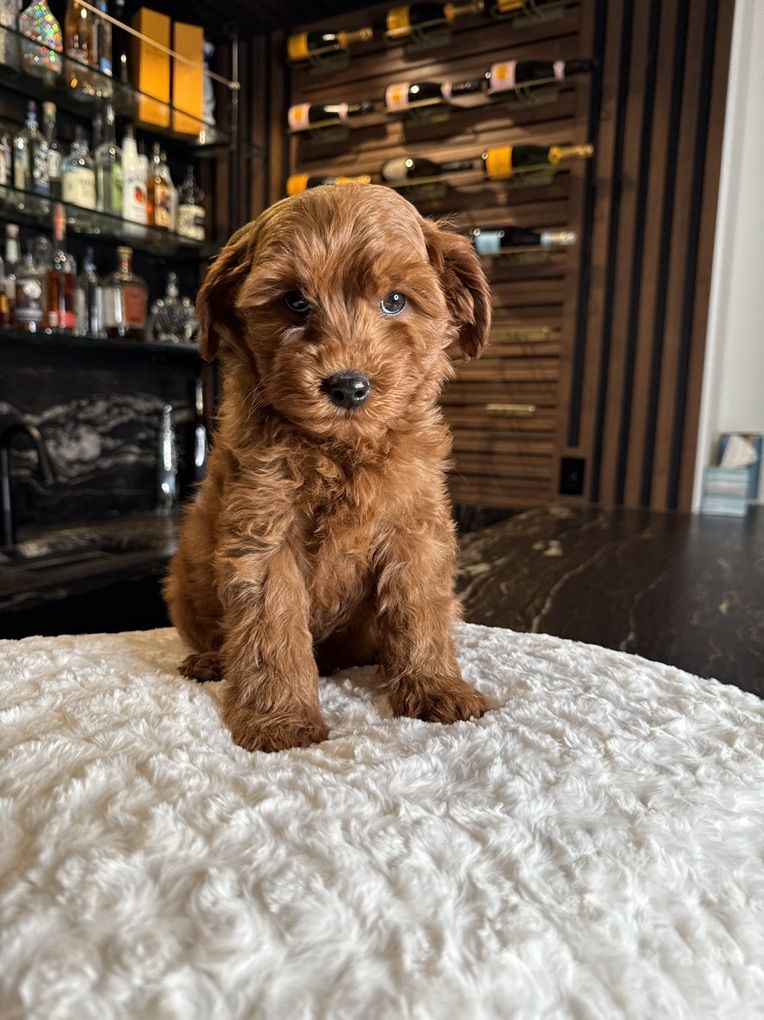Tiny Deep Red Gorgeous Mini Goldendoodle Puppy